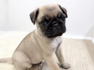 ⑦パグ￥427,900(税込)