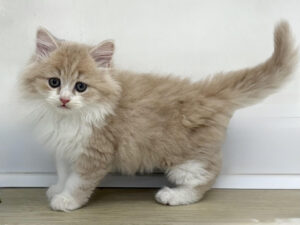 ⑨マンチカン(足長)￥328,900(税込)→11/7～11/24まで￥295,900(税込)