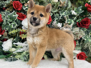 豆柴￥284,900(税込)→12/12～12/30まで￥218,900(税込)