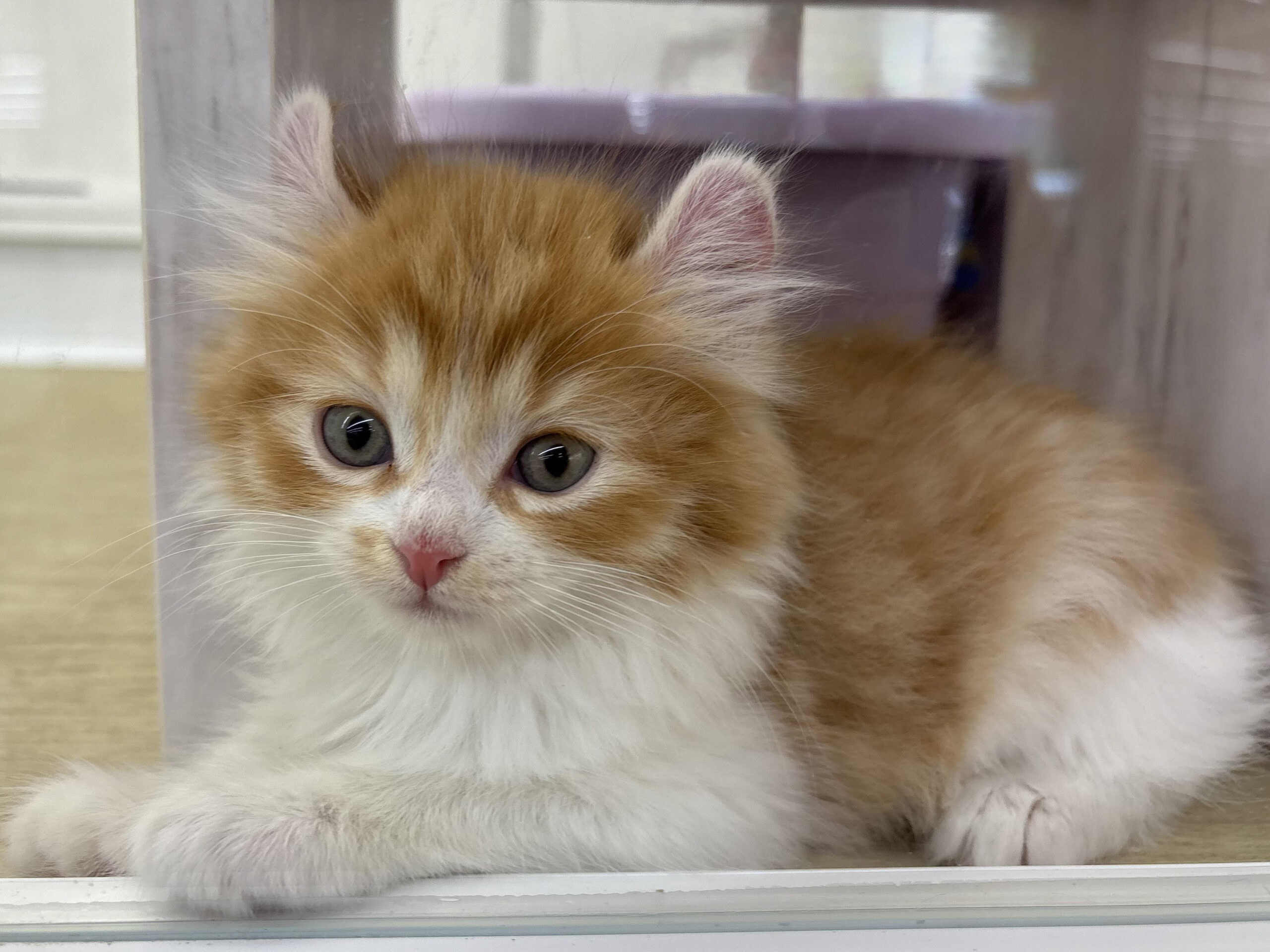 ⑤キンカロー(足長、耳カール)