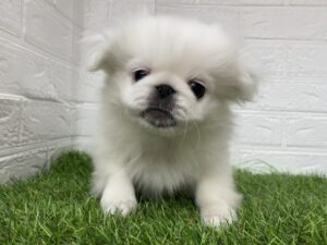 ペキニーズ￥262,900(税込)→11/24(月)まで￥229,900(税込)