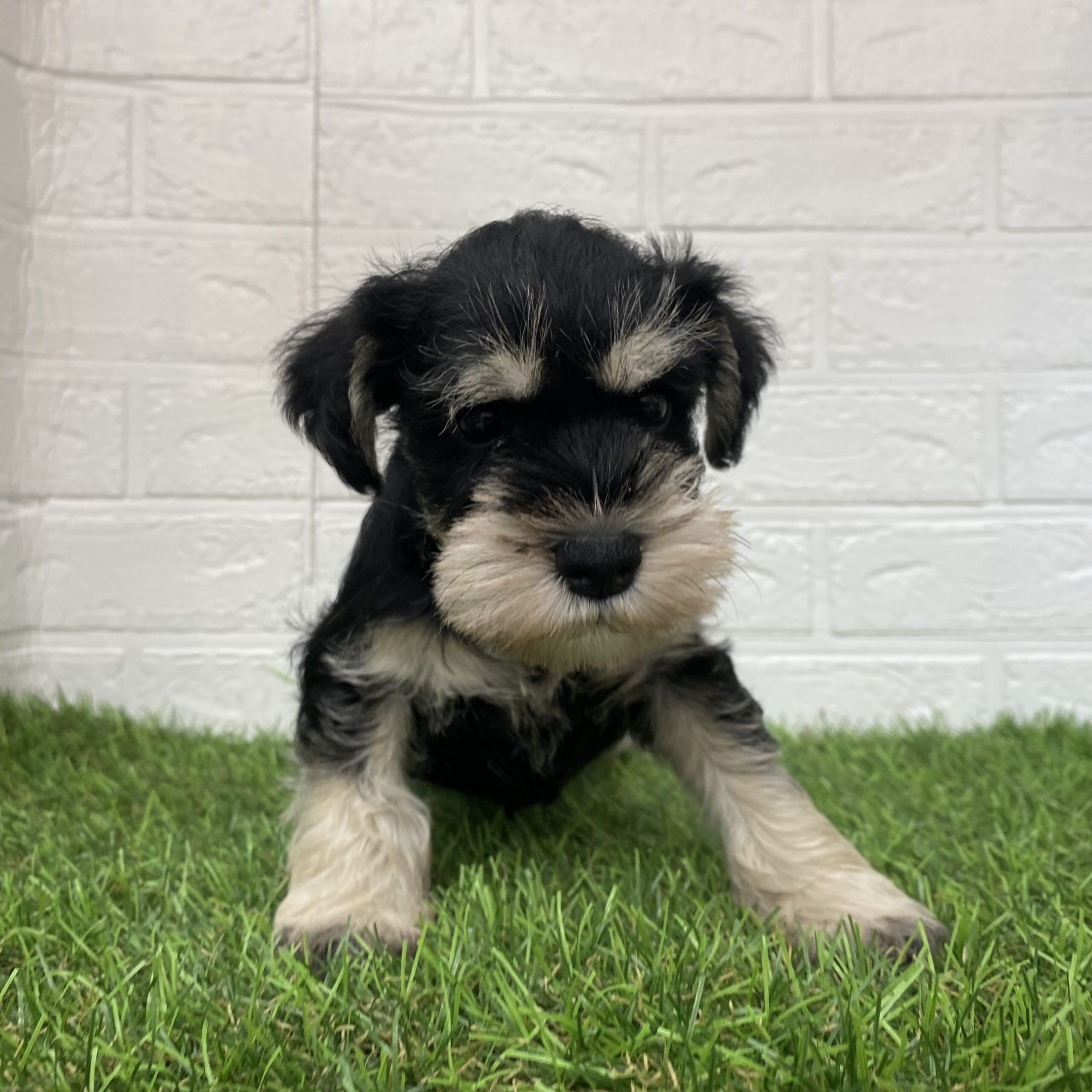 ミニチュアシュナウザー