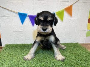 ②ミニチュアシュナウザー￥295,900(税込)→11/10まで￥262,900(税込)