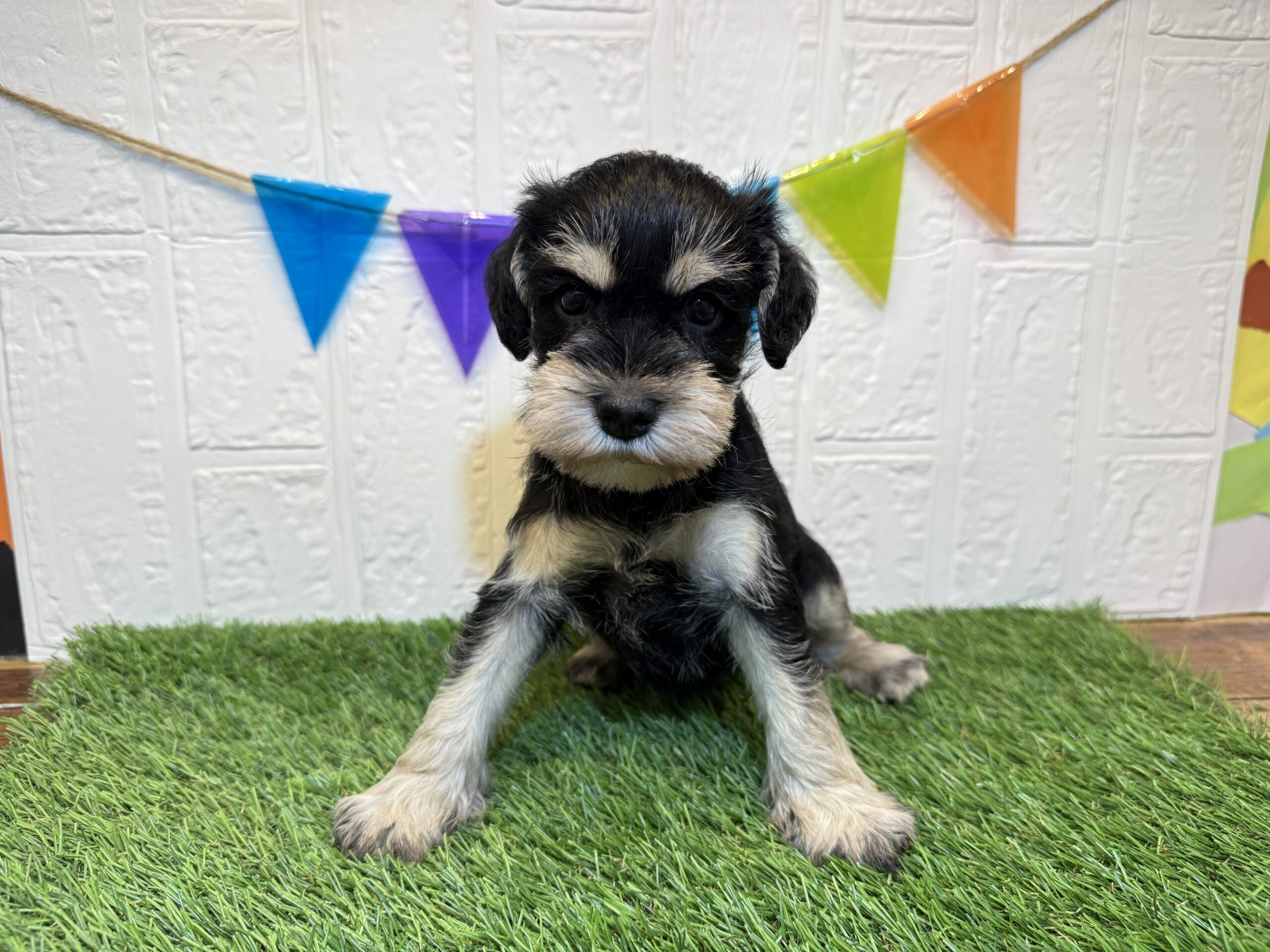 ②ミニチュアシュナウザー