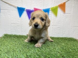 ③ミニチュアダックスフンド(ロング)￥328,900(税込)→11/10まで￥295,900(税込)