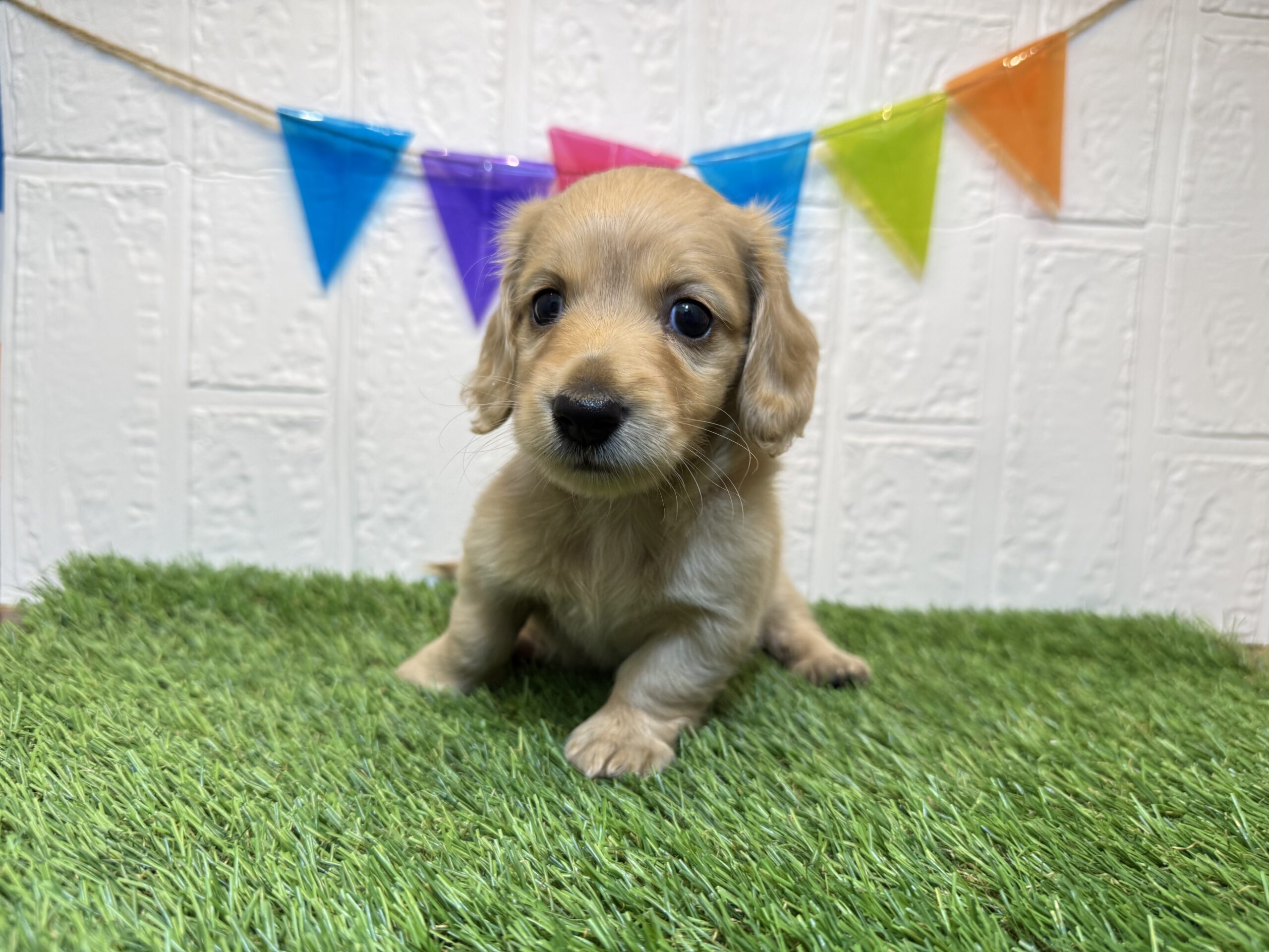 ③ミニチュアダックスフンド(ロング)