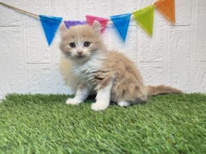 ④キンカロー(足長、耳カール)￥317,900(税込)→11/10まで￥284,900(税込)