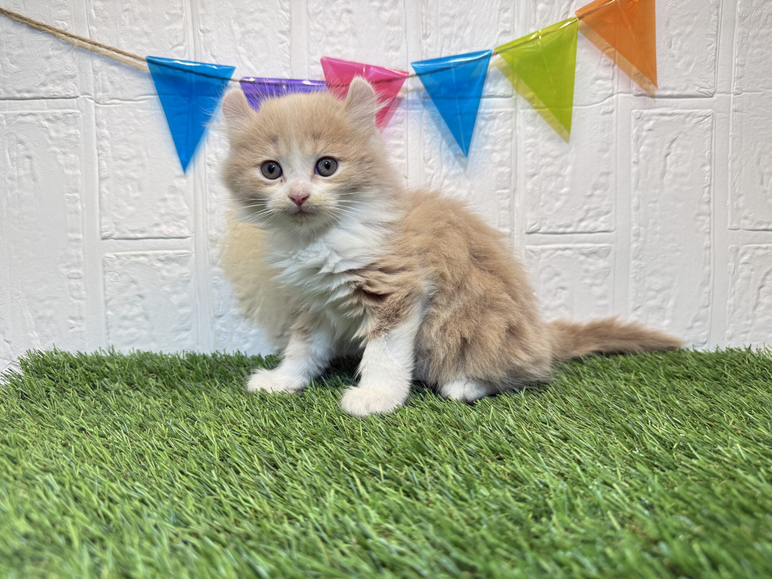 ④キンカロー(足長、耳カール)