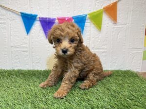 ⑩トイプードル￥262,900(税込)→11/10まで￥229,900