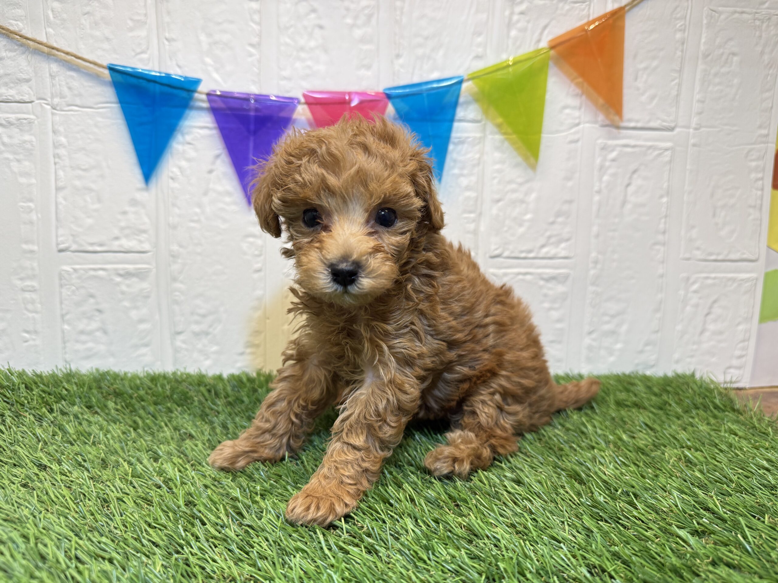 ⑩トイプードル