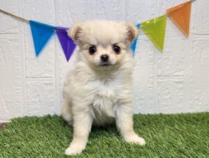 ⑫チワワ(ロング)￥361,900(税込)→￥328,900(税込)