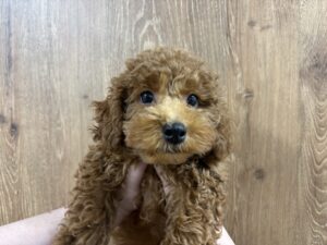 トイプードル￥119,900(税込)→11/24まで￥86,900(税込)