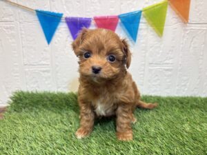 ①MIX(父トイプードル×母チワワ)￥262,900(税込)→11/17まで￥229,900(税込)