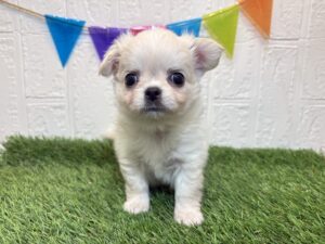 ②チワワ(ロング)￥372,900(税込)→11/17まで￥339,900(税込)