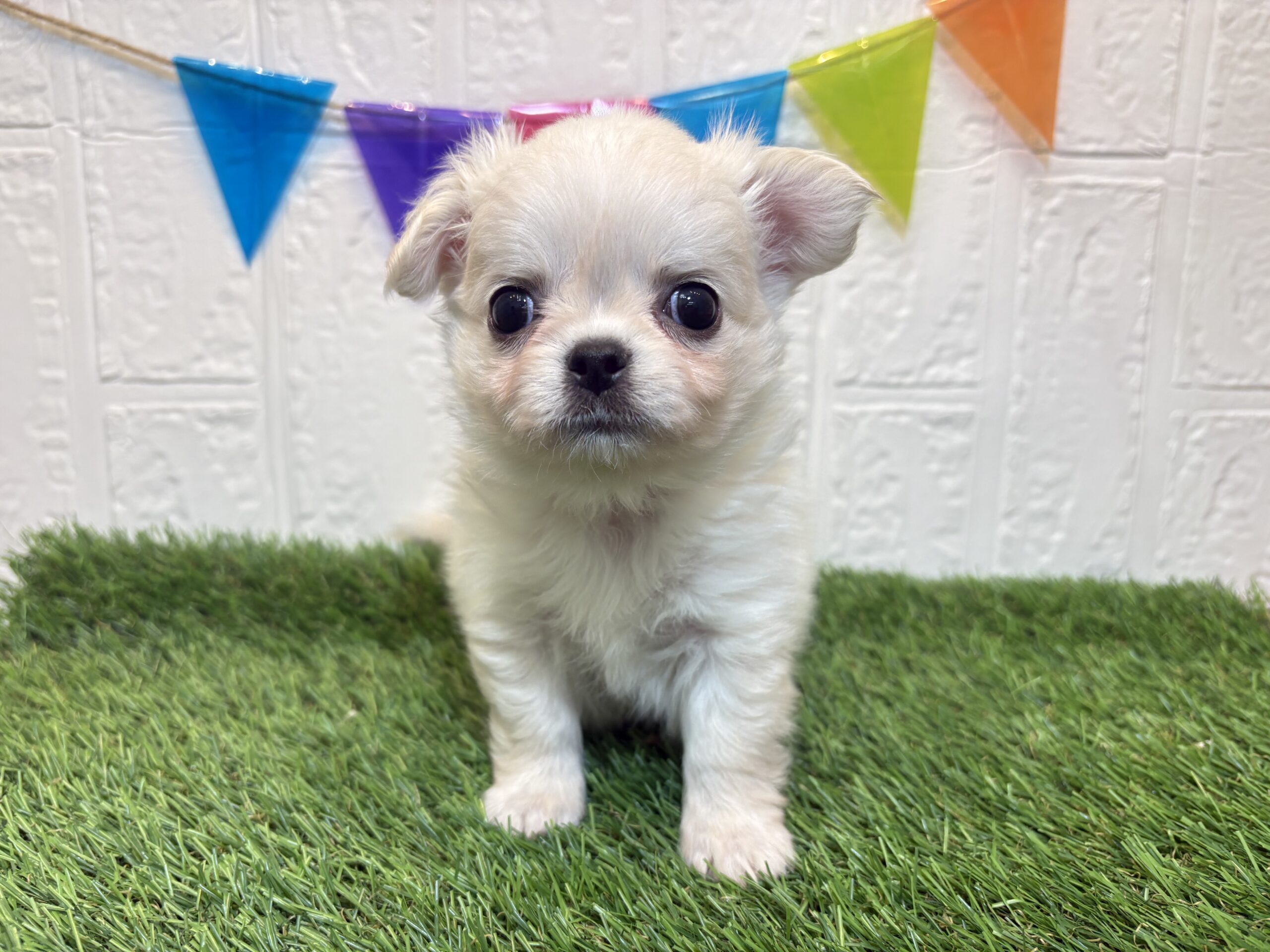 ②チワワ(ロング)