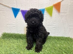 ④トイプードル￥350,900(税込)→11/17まで￥317,900(税込)