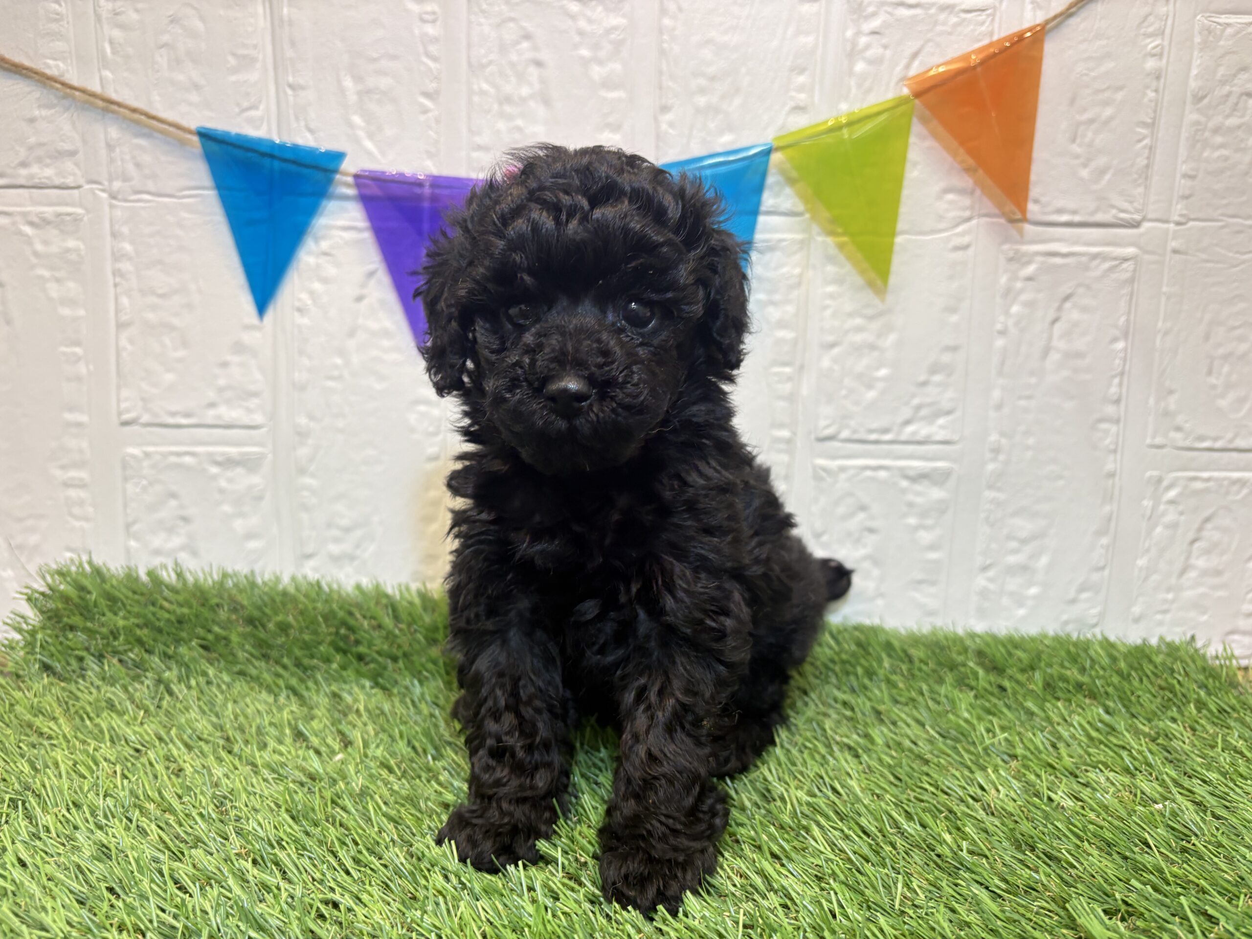 ④トイプードル