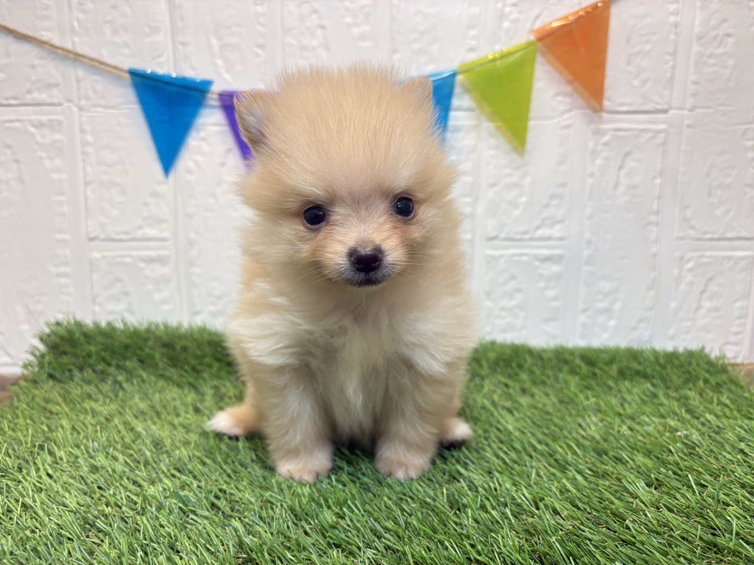 ⑤ポメラニアン