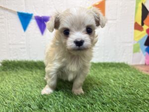 ⑥MIX(父チワワ(ロング)×母マルチーズ)￥317,900(税込)→11/17まで￥284,900(税込)