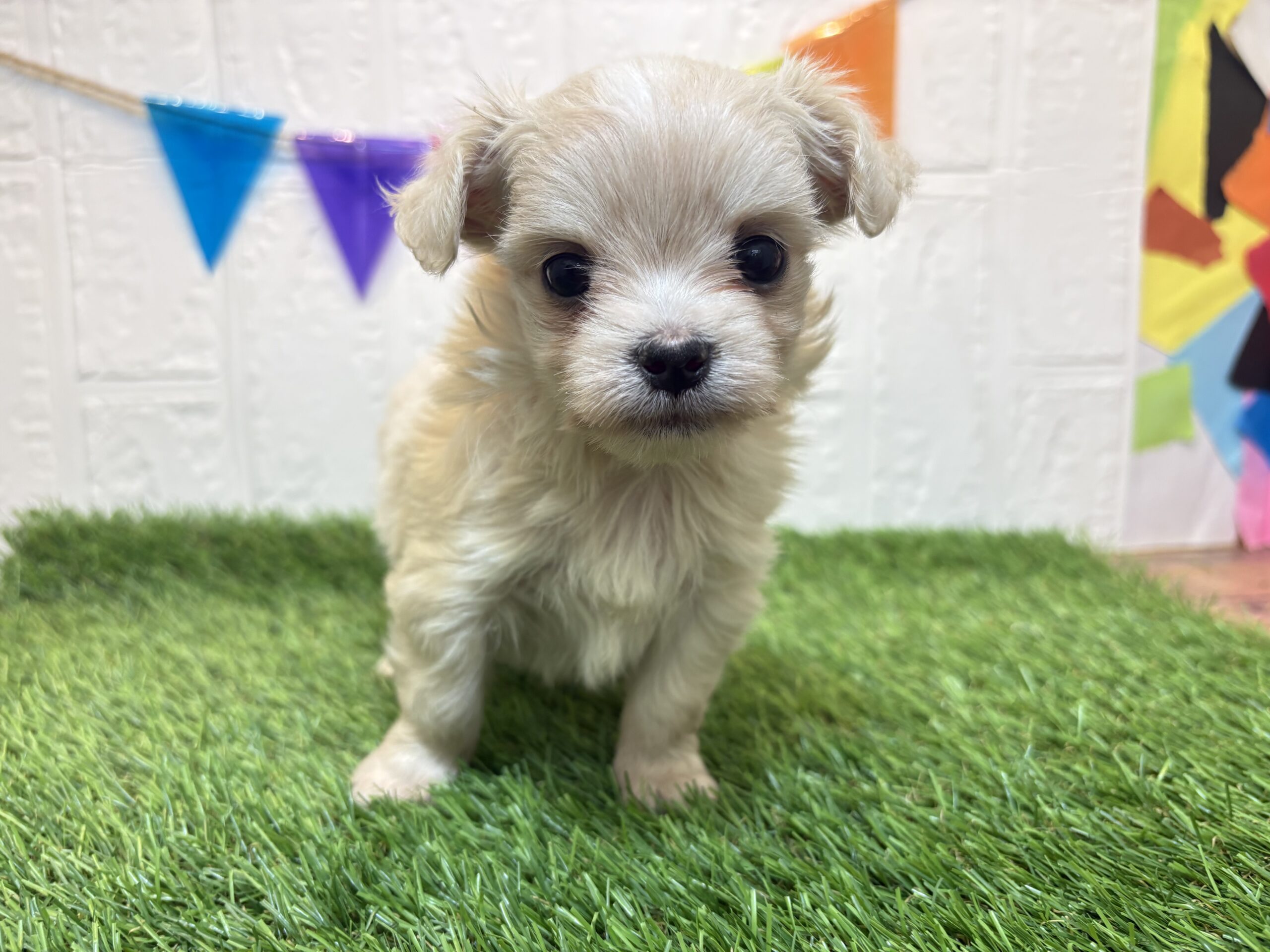 ⑥MIX(父チワワ(ロング)×母マルチーズ)