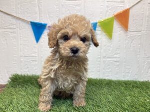 ⑨トイプードル￥251,900(税込)→11/17まで￥218,900(税込)