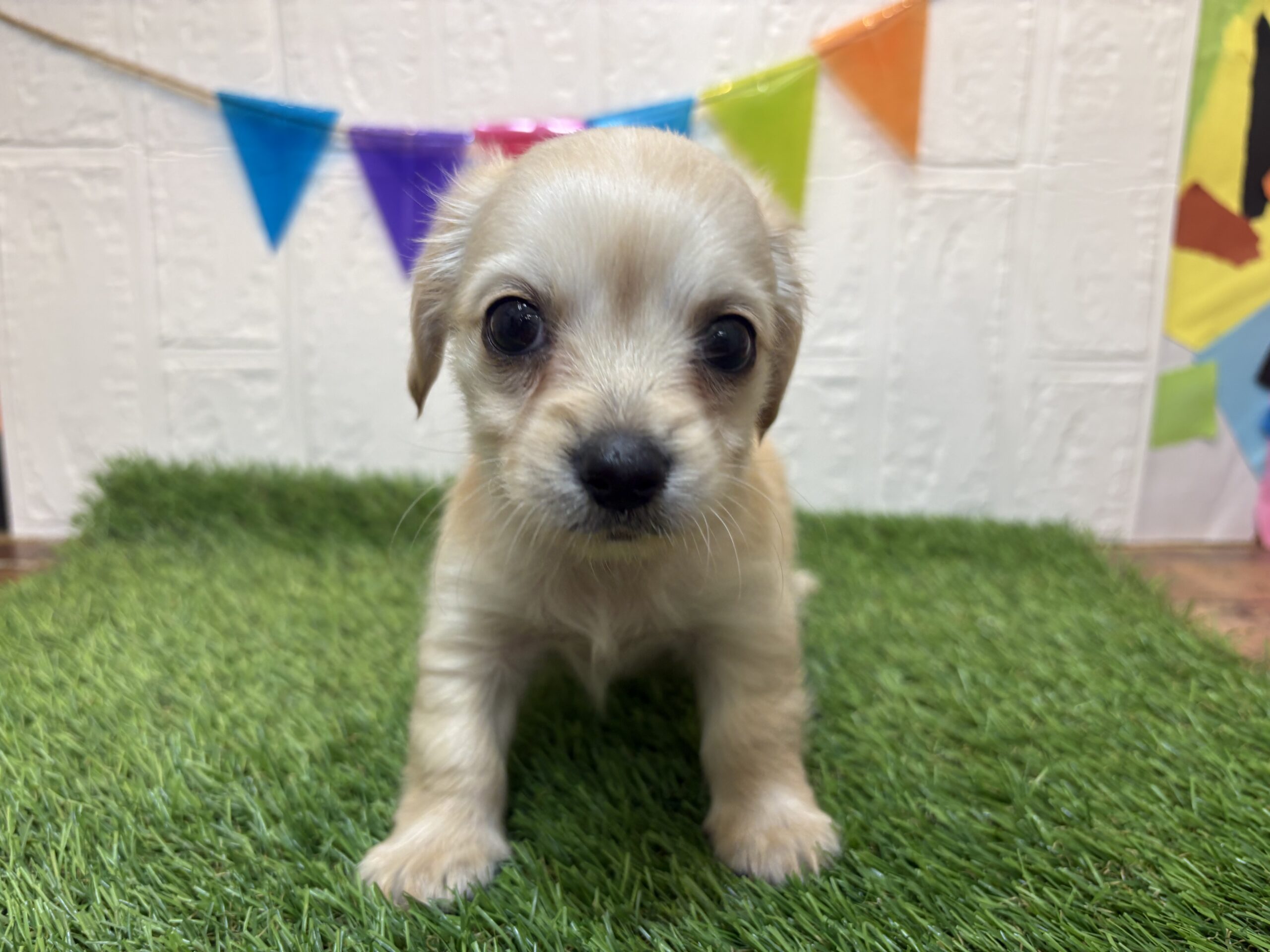 MIX(父チワワ(ロング)×母ミニチュアダックスフンド(ロング))