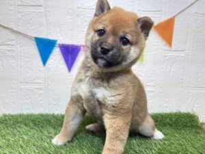 豆柴￥361,900(税込)→11/24まで￥328,900(税込