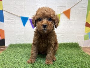 トイプードル￥251,900(税込)→11/24まで￥218,900(税込