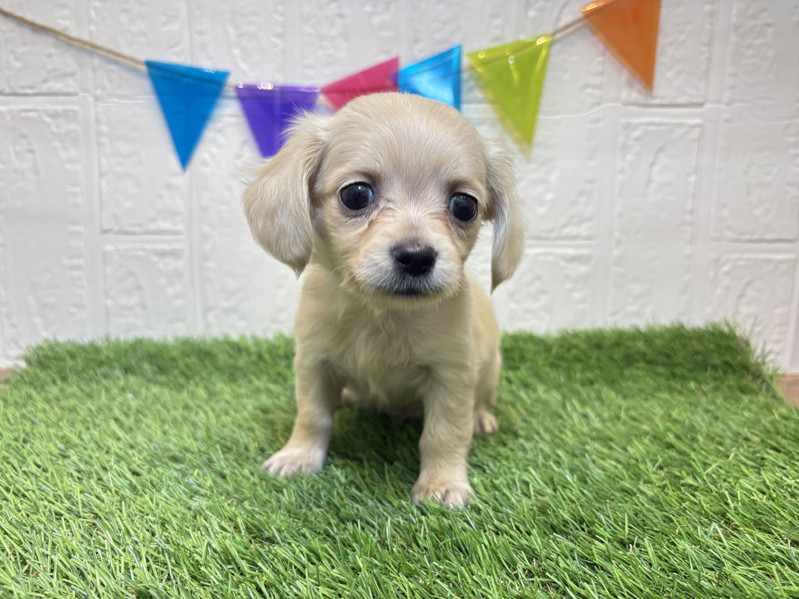 ①Mix（父チワワ（ロング）×母ミニチュアダックスフンド（ロング））