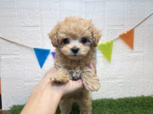 ②MIX(父トイプードル×母マルチーズ)￥427,900(税込)→11/24まで￥394,900(税込)