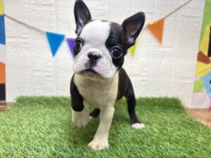 ⑤ボストンテリア￥515,900(税込)→11/24まで￥482,900(税込)