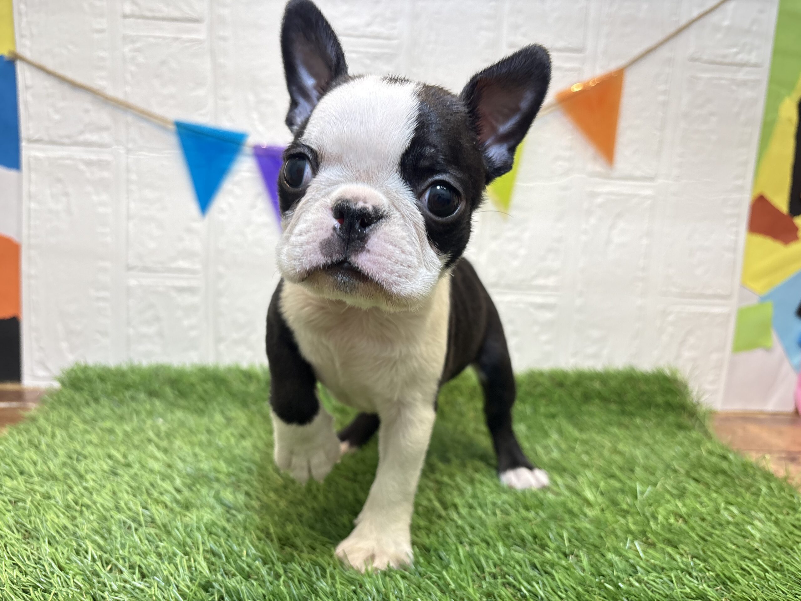 ⑤ボストンテリア