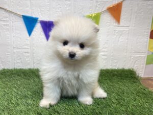 ⑭ポメラニアンalt=