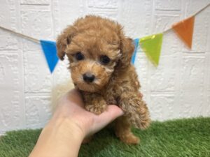 ⑨トイプードル￥350,900(税込)→11/24まで￥317,900(税込)