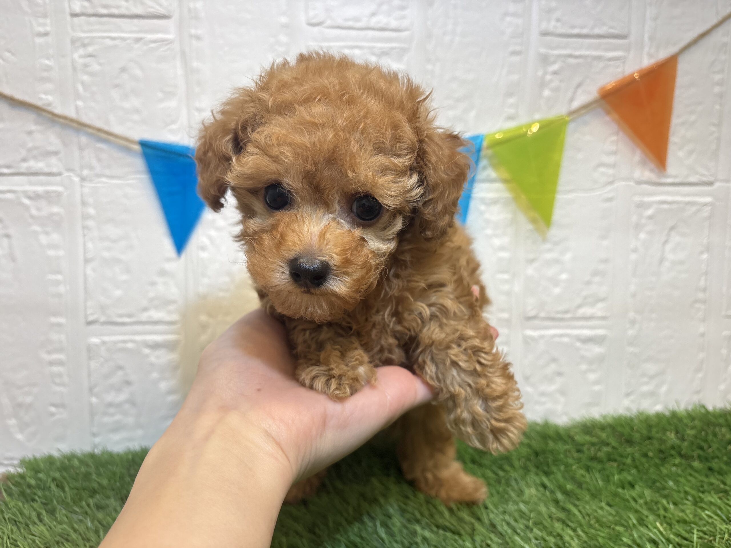 ⑨トイプードル