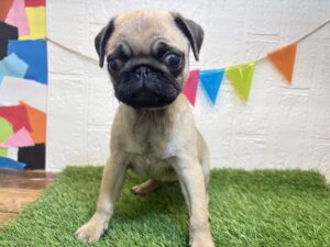 ⑬パグ￥350,900(税込)→11/24まで￥317,900(税込)