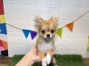 ①チワワ（ロング）￥141,900(税込)→￥97,900(税込)