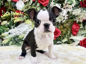 ⑤ボストンテリア￥460,900(税込)→12/12～12/30まで￥427,900(税込)