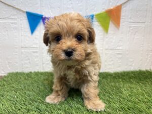 ④MIX(父マルチーズ×母トイプードル)￥262,900(税込)→12/1まで￥229,900(税込)