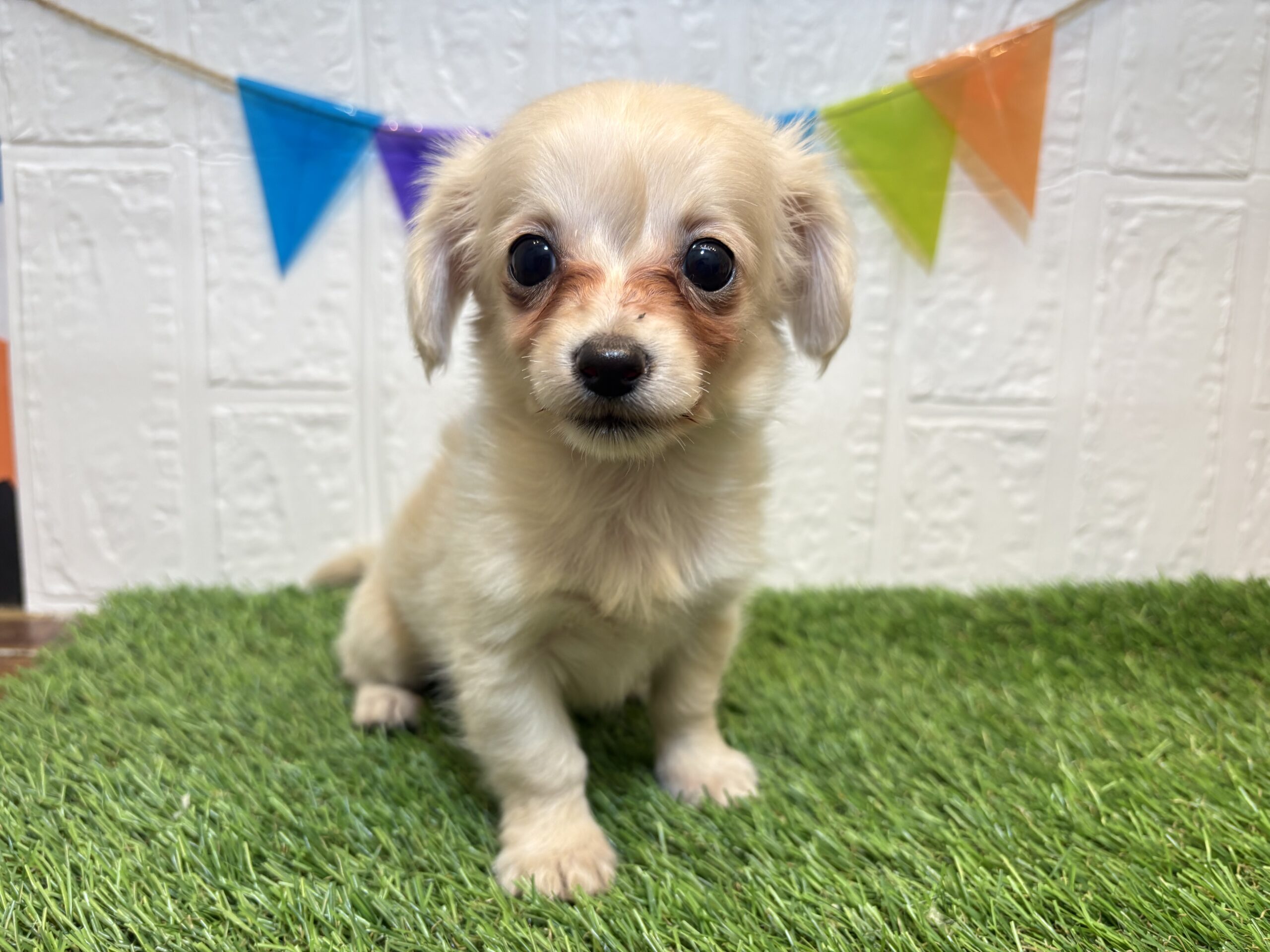 ⑤MIX(父チワワ(ロング)×母ミニチュアダックスフンド(ロング))