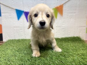 ⑥ミニチュアダックスフンド(ロング)￥218,900(税込)→12/1まで￥185,900(税込)