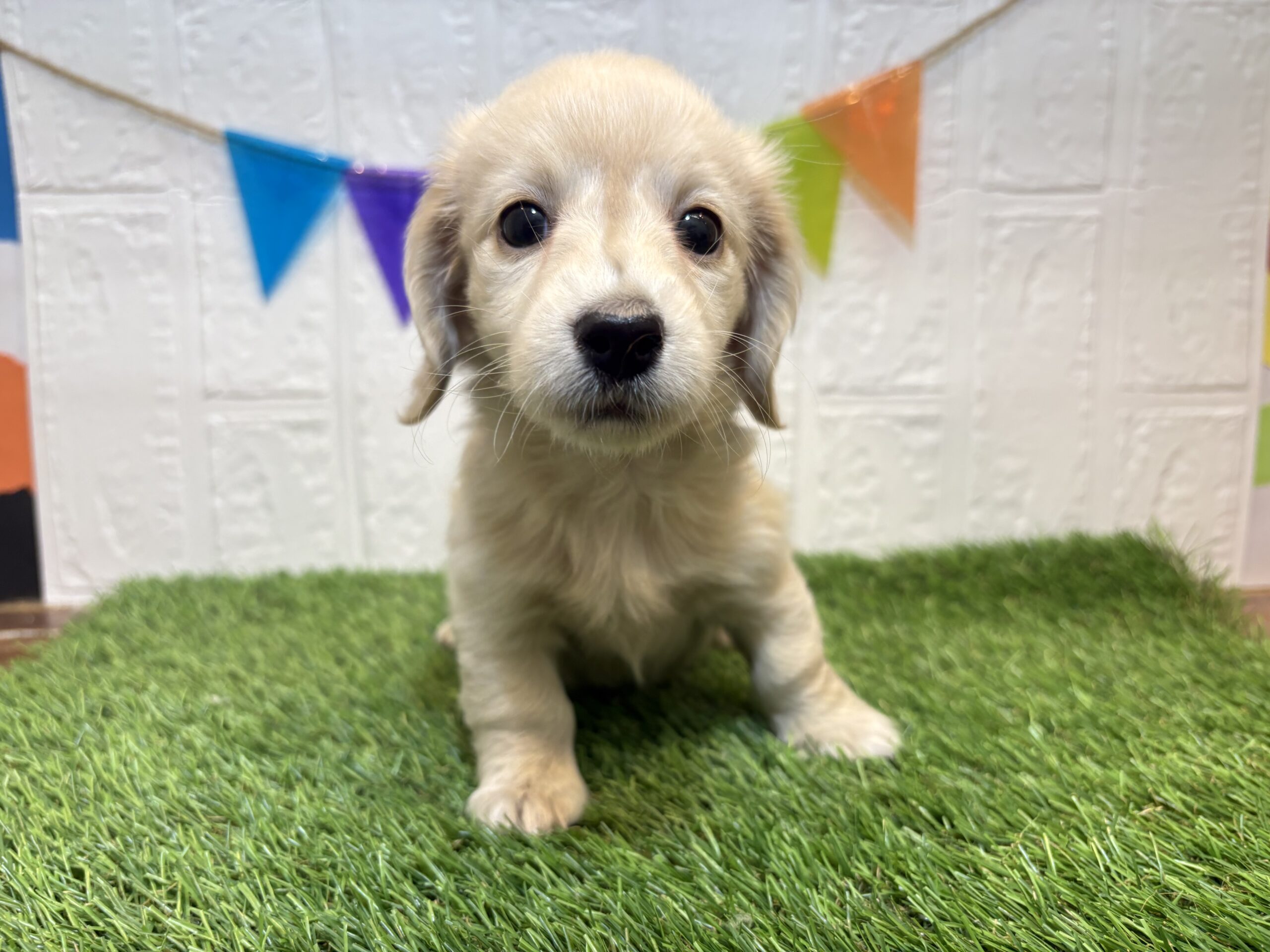 ⑥ミニチュアダックスフンド(ロング)