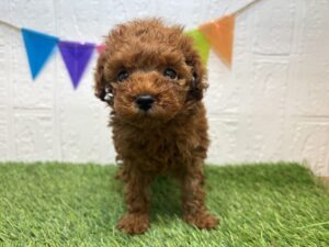 ⑩トイプードル￥317,900(税込)→12/1まで￥284,900(税込)