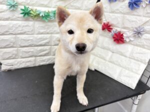 ⑫豆柴￥284,900(税込)→￥218,900(税込)