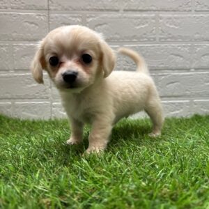 MIX(父チワワ(ロング)×母ミニチュアダックスフンド(ロング))￥262,900(税込)→11/24(月)まで￥229,900(税込)