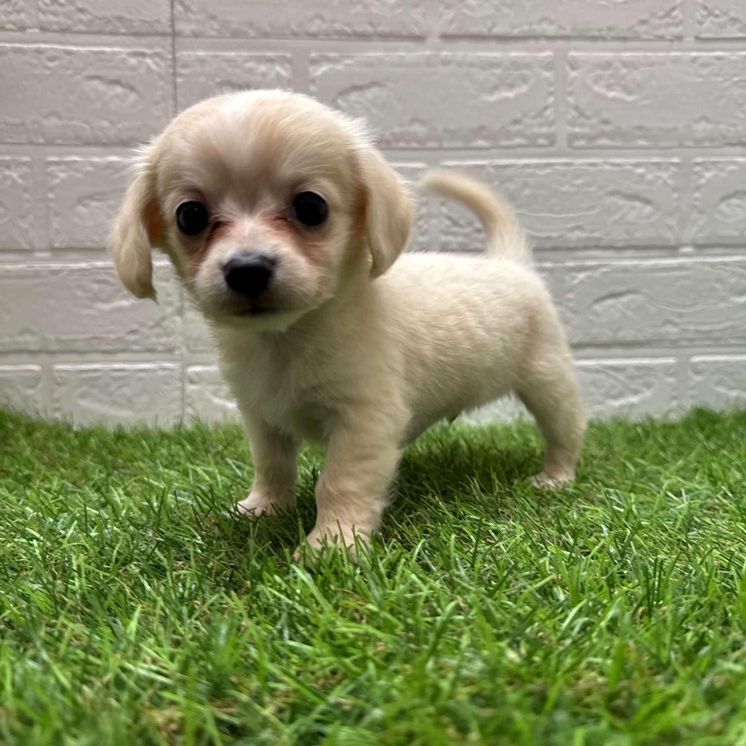 MIX(父チワワ(ロング)×母ミニチュアダックスフンド(ロング))