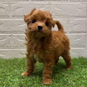 MIX(父トイプードル×母チワワ)￥262,900(税込)→11/24(月)まで￥229,900(税込)