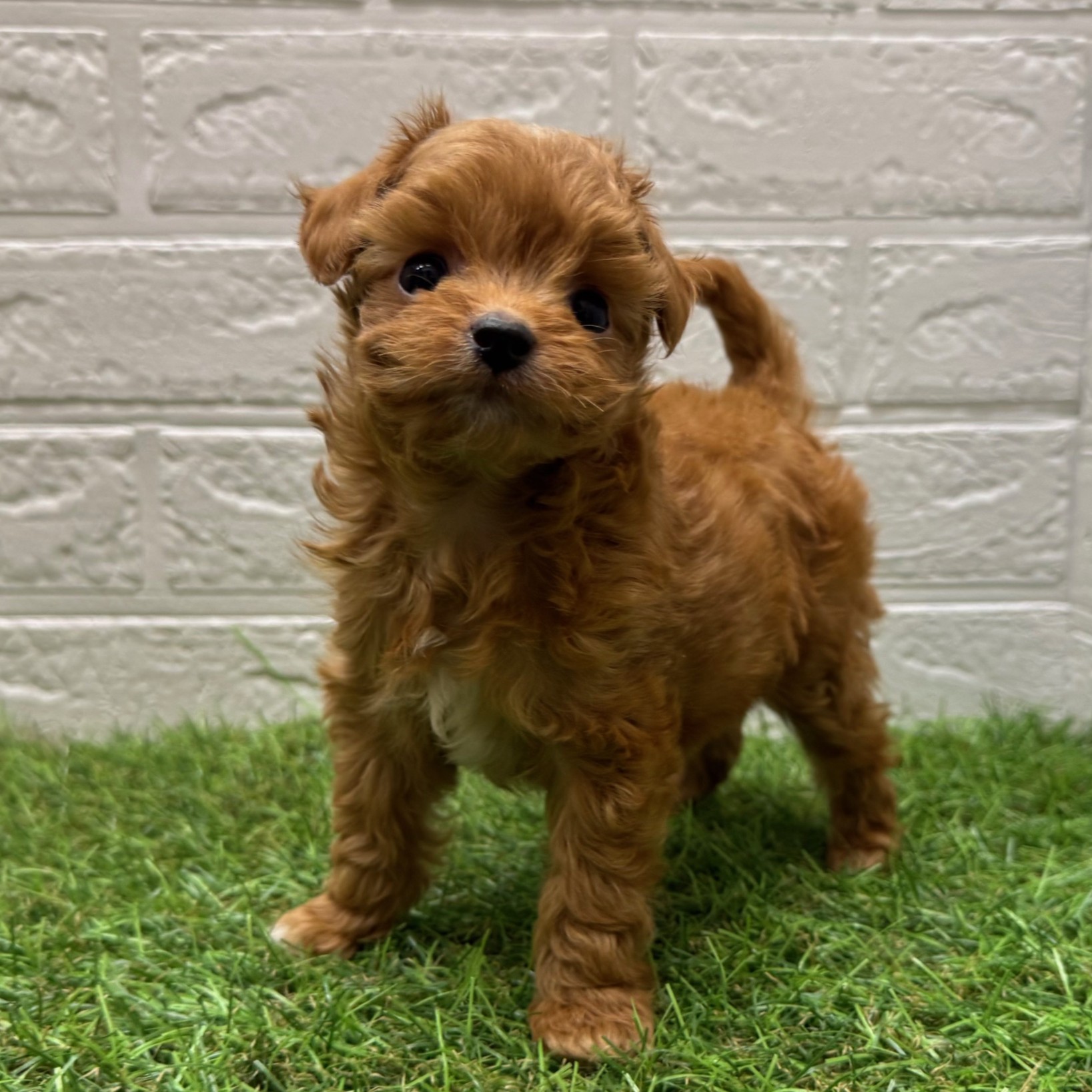 MIX(父トイプードル×母チワワ)