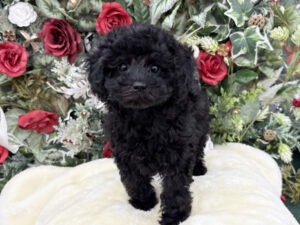 ④トイプードル￥306,900(税込)