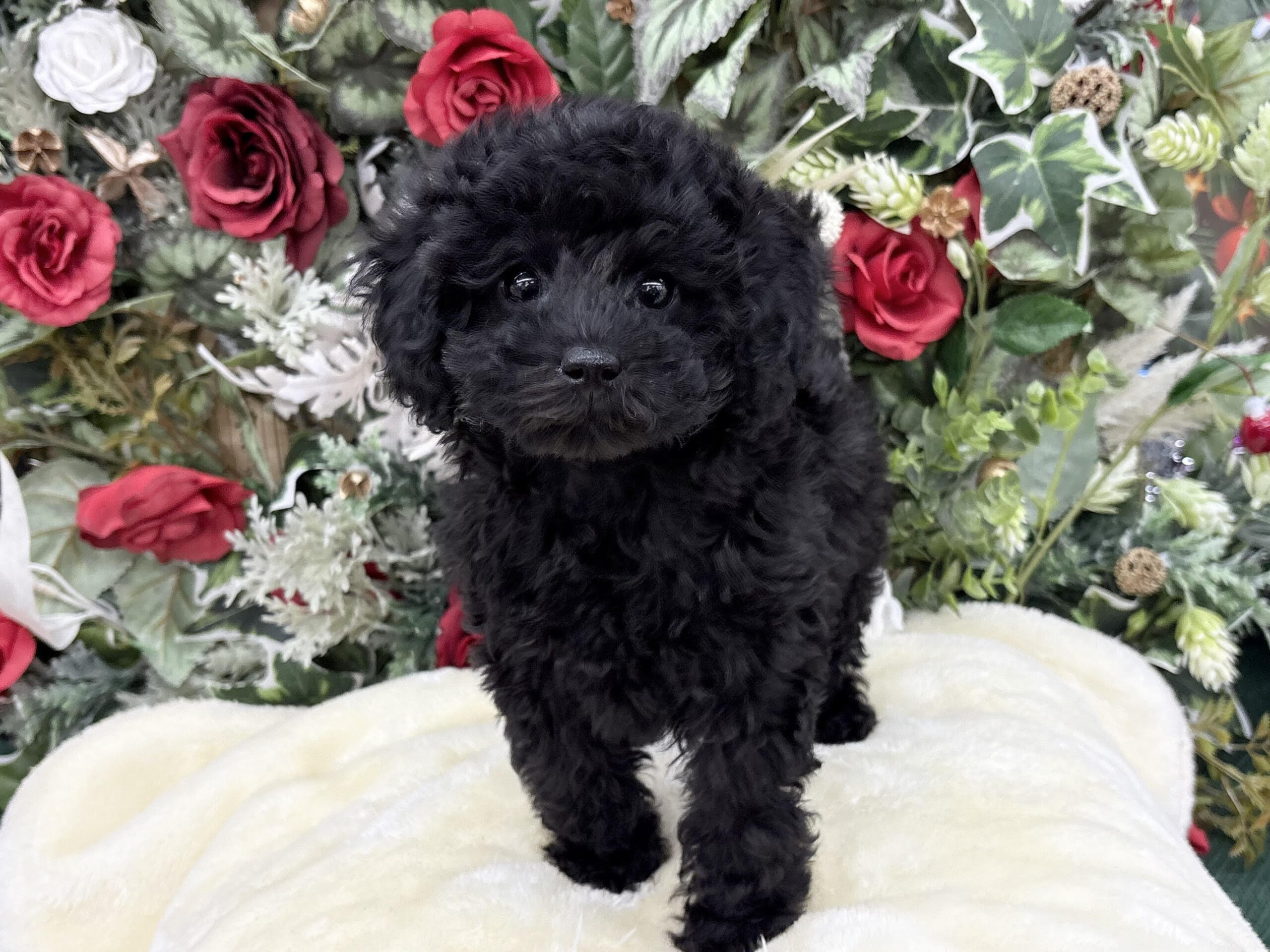 ④トイプードル